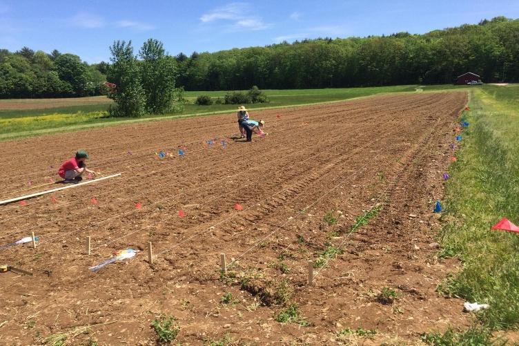 Field experiment conducted by UNH's Soil BioME team to study microbial activity in agricultural soils.